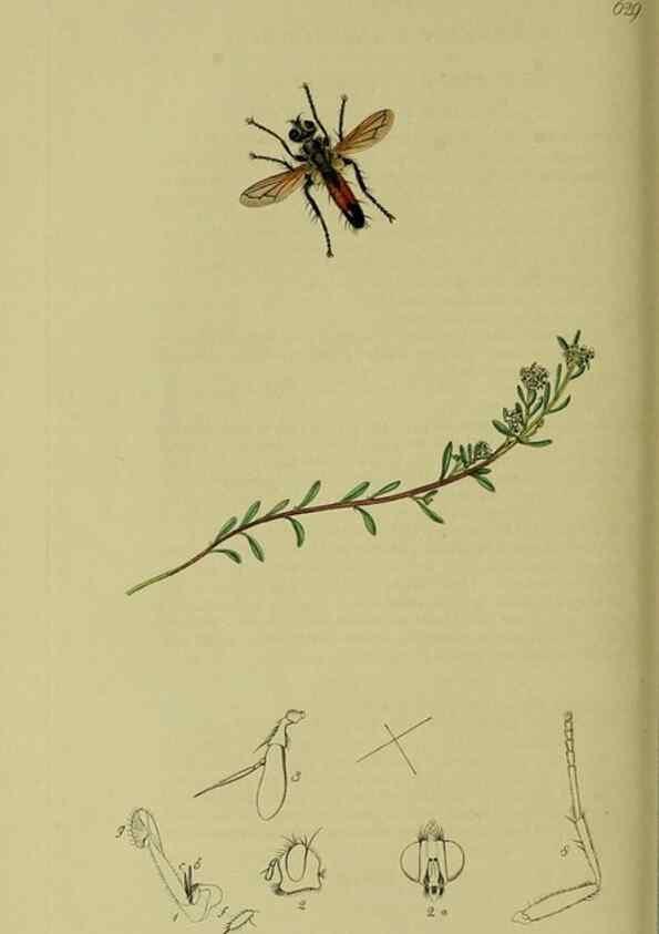 Reproducción/Reproduction 49641218942: British entomology :. London,Printed for the author,1823-1840 [i.e. 1840].. 