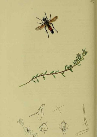 Reproducción/Reproduction 49641218942: British entomology :. London,Printed for the author,1823-1840 [i.e. 1840].. 