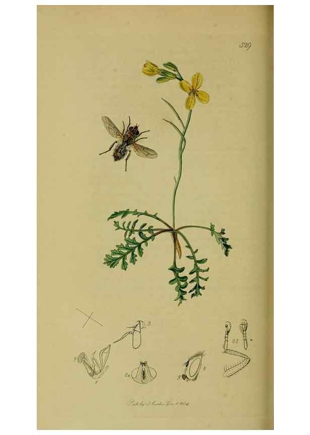 Reproducción/Reproduction 49641219252: British entomology :. London,Printed for the author,1823-1840 [i.e. 1840].. 