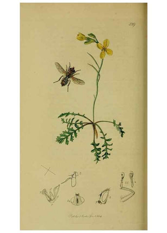Reproducción/Reproduction 49641219252: British entomology :. London,Printed for the author,1823-1840 [i.e. 1840].. 