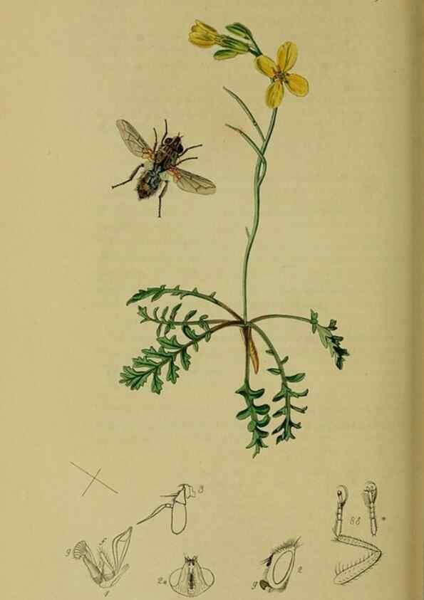 Reproducción/Reproduction 49641219252: British entomology :. London,Printed for the author,1823-1840 [i.e. 1840].. 