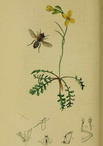 Reproducción/Reproduction 49641219252: British entomology :. London,Printed for the author,1823-1840 [i.e. 1840].. 