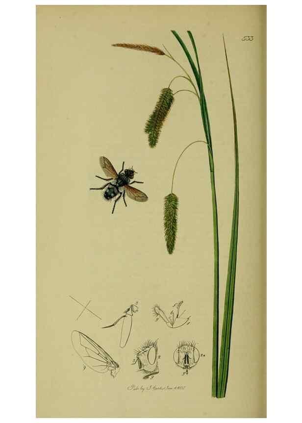 Reproducción/Reproduction 49640944141: British entomology :. London,Printed for the author,1823-1840 [i.e. 1840].. 