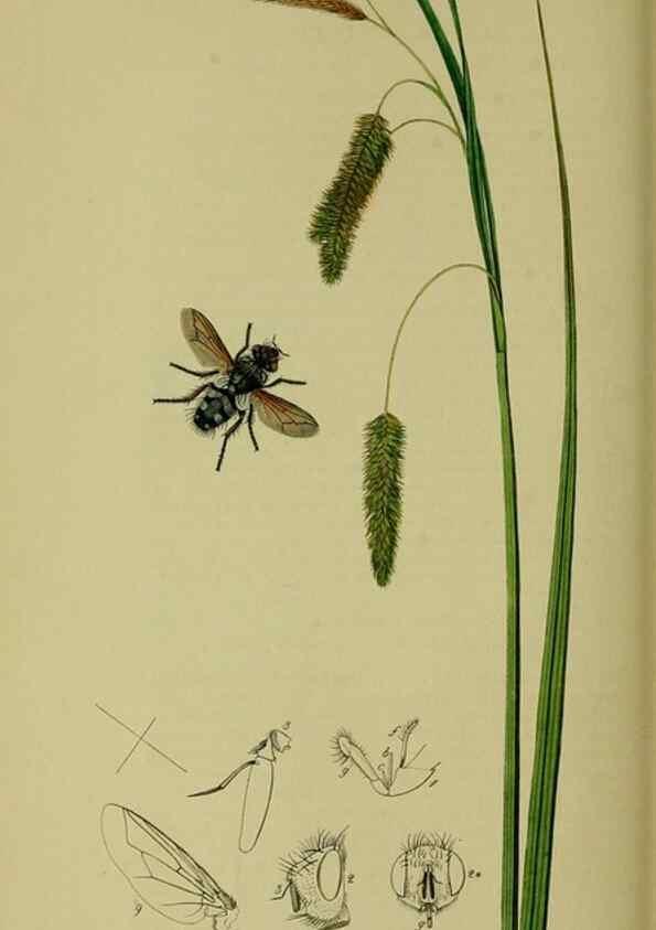 Reproducción/Reproduction 49640944141: British entomology :. London,Printed for the author,1823-1840 [i.e. 1840].. 
