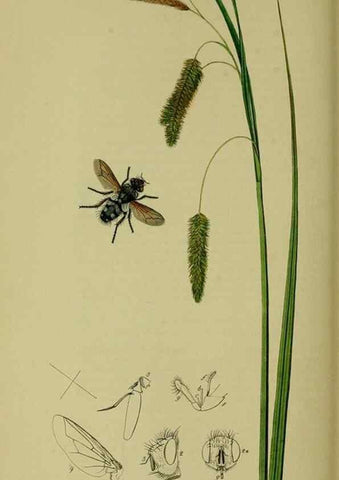 Reproducción/Reproduction 49640944141: British entomology :. London,Printed for the author,1823-1840 [i.e. 1840].. 