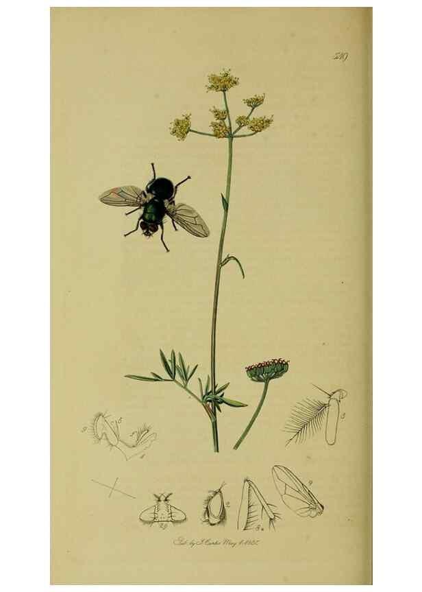 Reproducción/Reproduction 49640421848: British entomology :. London,Printed for the author,1823-1840 [i.e. 1840].. 