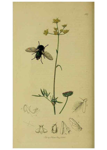 Reproducción/Reproduction 49640421848: British entomology :. London,Printed for the author,1823-1840 [i.e. 1840].. 