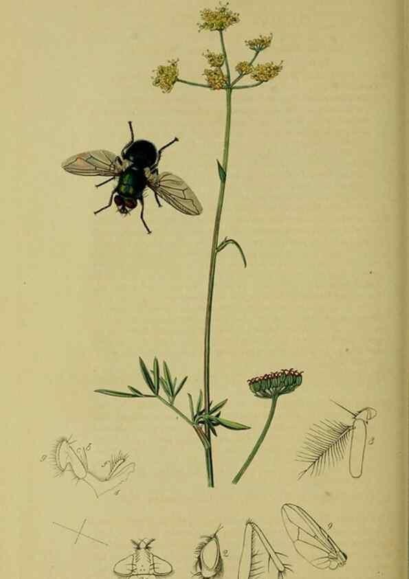 Reproducción/Reproduction 49640421848: British entomology :. London,Printed for the author,1823-1840 [i.e. 1840].. 