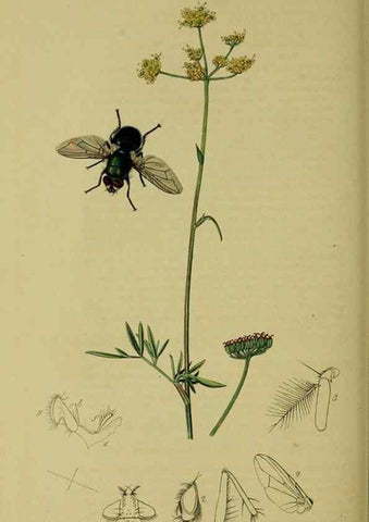 Reproducción/Reproduction 49640421848: British entomology :. London,Printed for the author,1823-1840 [i.e. 1840].. 