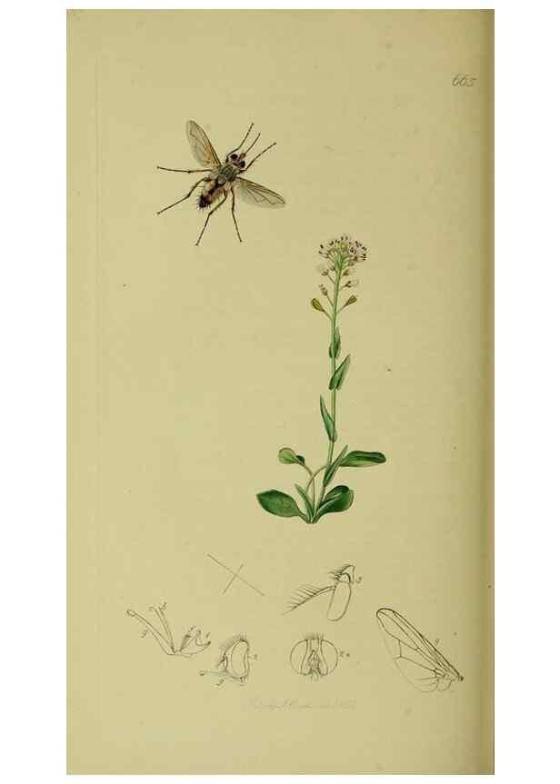 Reproducción/Reproduction 49640942451: British entomology :. London,Printed for the author,1823-1840 [i.e. 1840].. 
