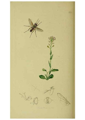 Reproducción/Reproduction 49640942451: British entomology :. London,Printed for the author,1823-1840 [i.e. 1840].. 