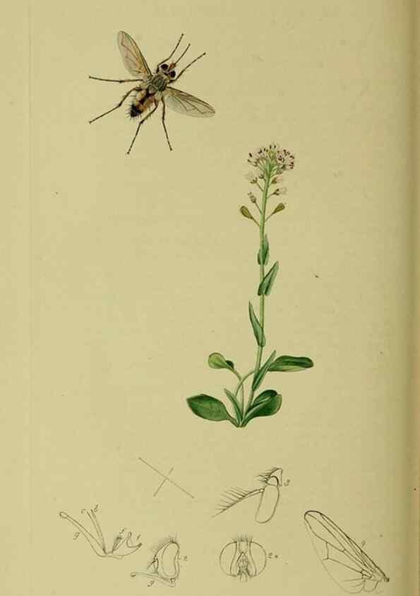 Reproducción/Reproduction 49640942451: British entomology :. London,Printed for the author,1823-1840 [i.e. 1840].. 
