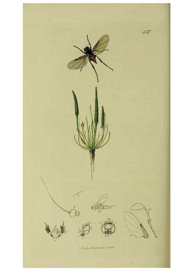 Reproducción/Reproduction 49640950806: British entomology :. London,Printed for the author,1823-1840 [i.e. 1840].. 