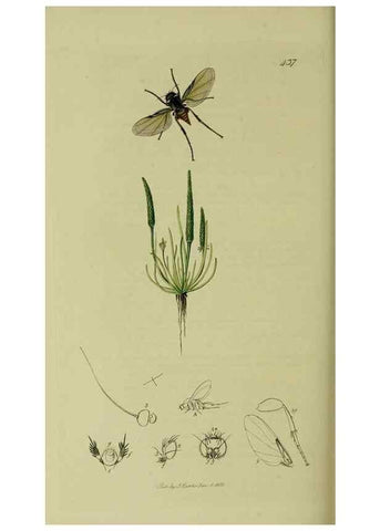 Reproducción/Reproduction 49640950806: British entomology :. London,Printed for the author,1823-1840 [i.e. 1840].. 