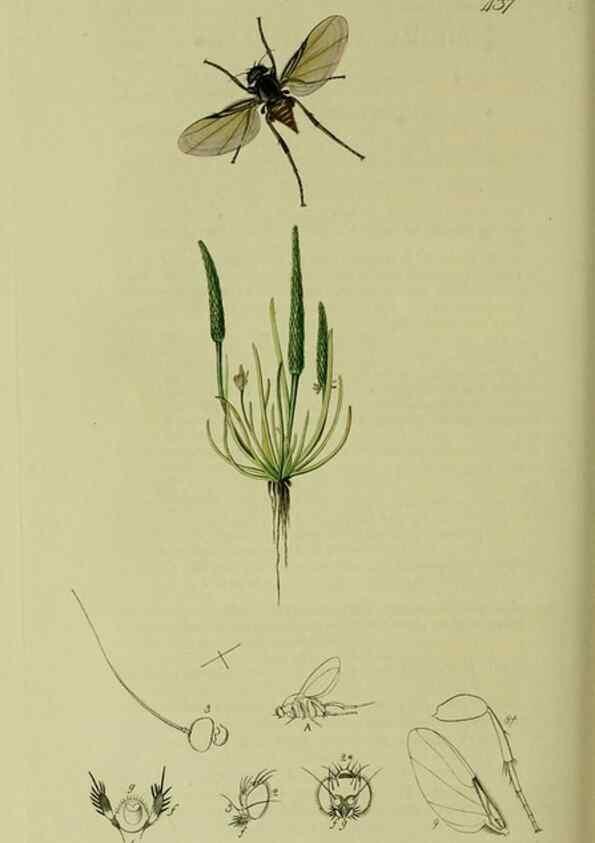 Reproducción/Reproduction 49640950806: British entomology :. London,Printed for the author,1823-1840 [i.e. 1840].. 