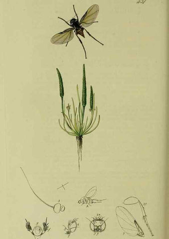 Reproducción/Reproduction 49640950806: British entomology :. London,Printed for the author,1823-1840 [i.e. 1840].. 