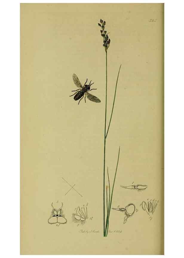 Reproducción/Reproduction 49641203107: British entomology :. London,Printed for the author,1823-1840 [i.e. 1840].. 