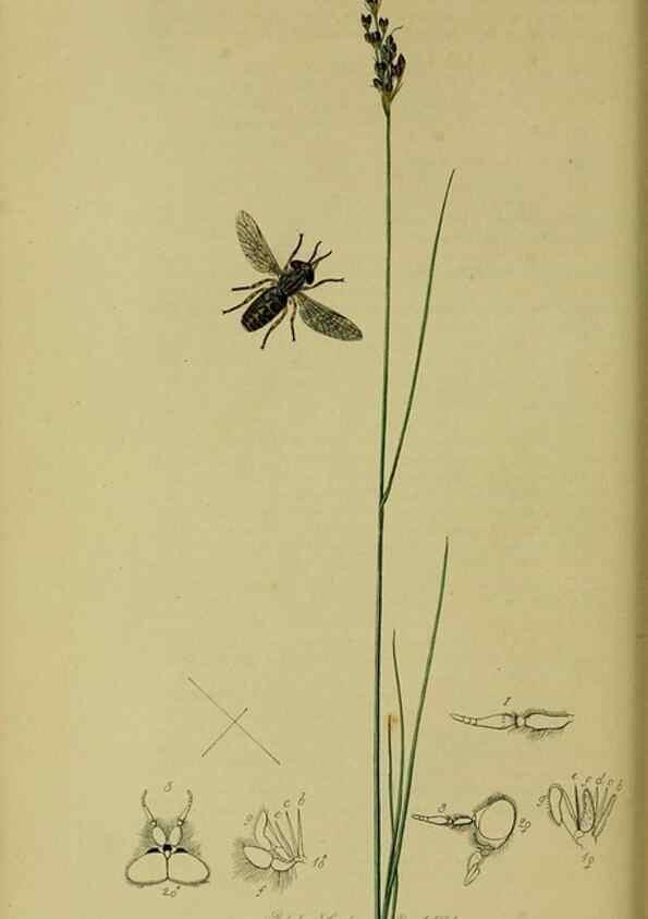 Reproducción/Reproduction 49641203107: British entomology :. London,Printed for the author,1823-1840 [i.e. 1840].. 