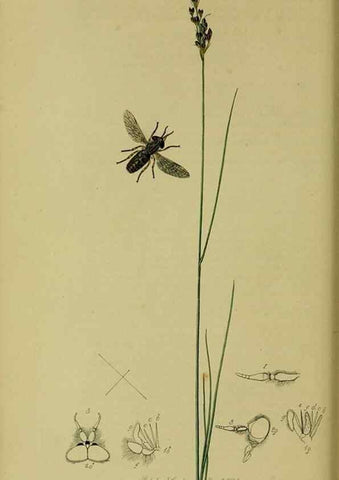 Reproducción/Reproduction 49641203107: British entomology :. London,Printed for the author,1823-1840 [i.e. 1840].. 