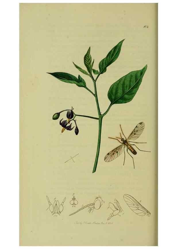 Reproducción/Reproduction 49640404808: British entomology :. London,Printed for the author,1823-1840 [i.e. 1840].. 