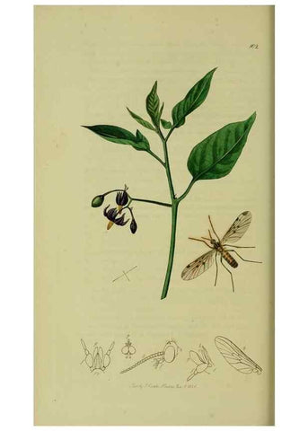 Reproducción/Reproduction 49640404808: British entomology :. London,Printed for the author,1823-1840 [i.e. 1840].. 