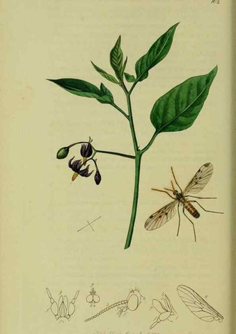 Reproducción/Reproduction 49640404808: British entomology :. London,Printed for the author,1823-1840 [i.e. 1840].. 