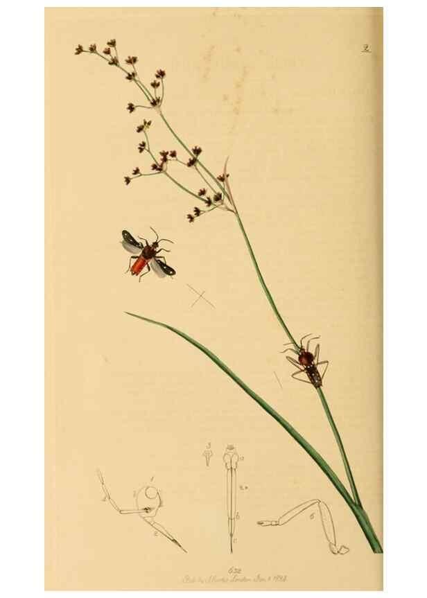 Reproducción/Reproduction 49641140142: British entomology :. London,Printed for the author,1823-1840 [i.e. 1840].. 