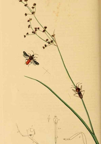 Reproducción/Reproduction 49641140142: British entomology :. London,Printed for the author,1823-1840 [i.e. 1840].. 