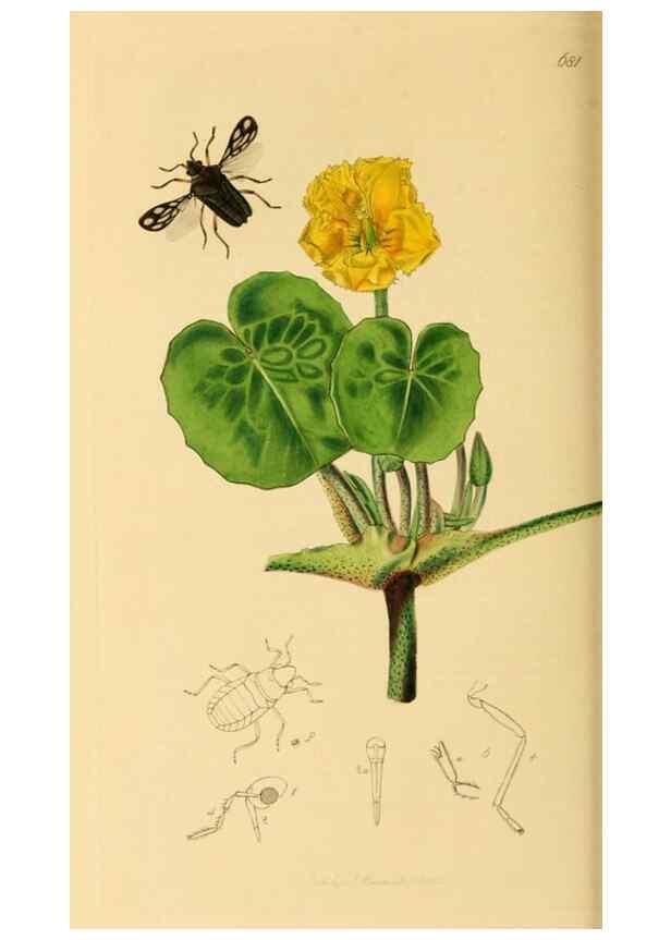 Reproducción/Reproduction 49641140572: British entomology :. London,Printed for the author,1823-1840 [i.e. 1840].. 