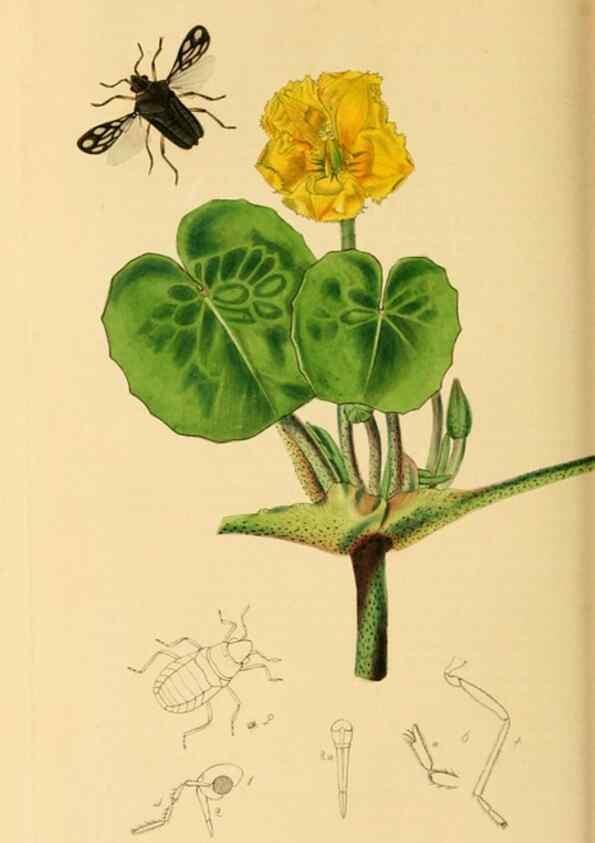 Reproducción/Reproduction 49641140572: British entomology :. London,Printed for the author,1823-1840 [i.e. 1840].. 