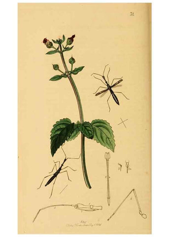 Reproducción/Reproduction 49641140892: British entomology :. London,Printed for the author,1823-1840 [i.e. 1840].. 