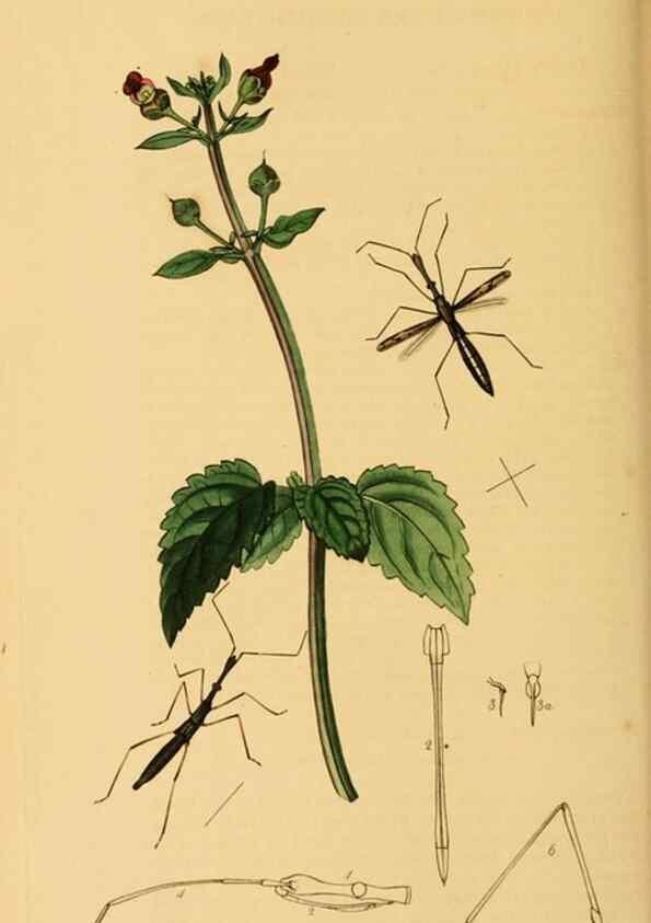 Reproducción/Reproduction 49641140892: British entomology :. London,Printed for the author,1823-1840 [i.e. 1840].. 
