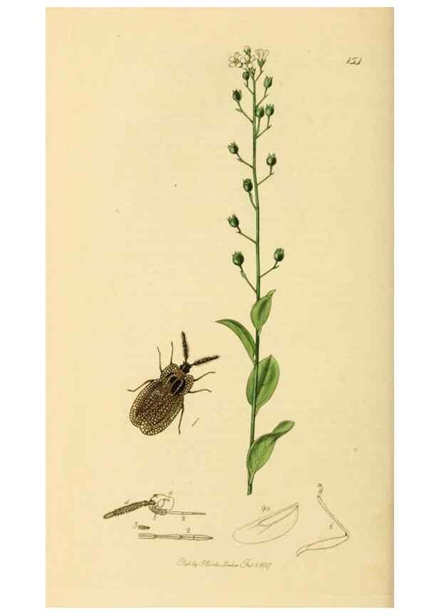 Reproducción/Reproduction 49641141232: British entomology :. London,Printed for the author,1823-1840 [i.e. 1840].. 
