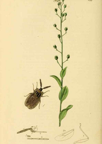 Reproducción/Reproduction 49641141232: British entomology :. London,Printed for the author,1823-1840 [i.e. 1840].. 