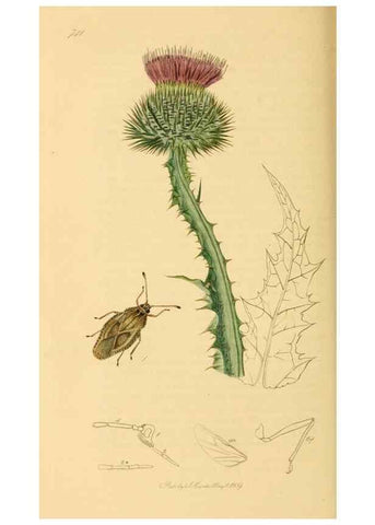Reproducción/Reproduction 49641141552: British entomology :. London,Printed for the author,1823-1840 [i.e. 1840].. 