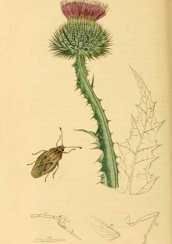 Reproducción/Reproduction 49641141552: British entomology :. London,Printed for the author,1823-1840 [i.e. 1840].. 