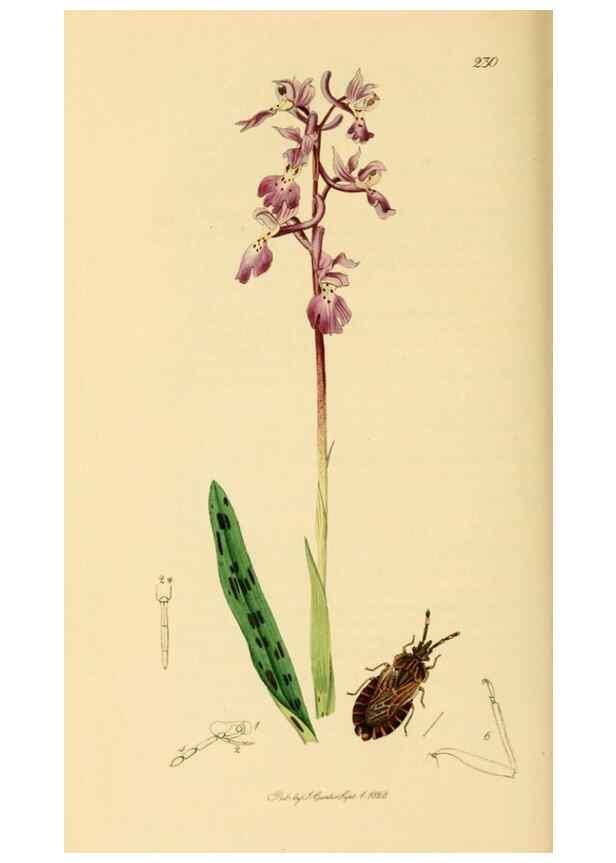 Reproducción/Reproduction 49640345068: British entomology :. London,Printed for the author,1823-1840 [i.e. 1840].. 