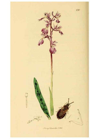 Reproducción/Reproduction 49640345068: British entomology :. London,Printed for the author,1823-1840 [i.e. 1840].. 
