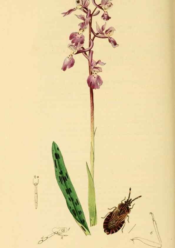Reproducción/Reproduction 49640345068: British entomology :. London,Printed for the author,1823-1840 [i.e. 1840].. 