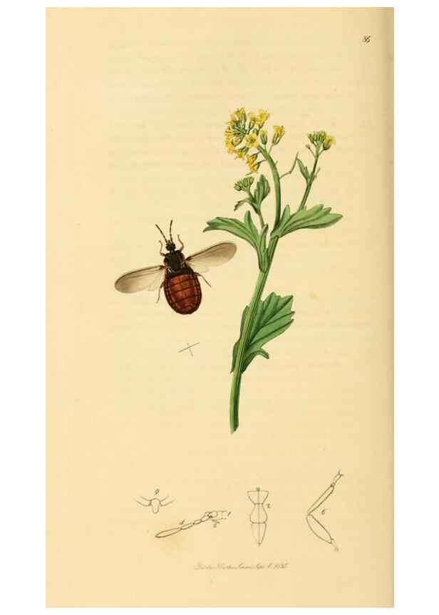 Reproducción/Reproduction 49640345378: British entomology :. London,Printed for the author,1823-1840 [i.e. 1840].. 