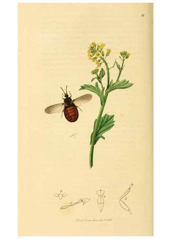 Reproducción/Reproduction 49640345378: British entomology :. London,Printed for the author,1823-1840 [i.e. 1840].. 