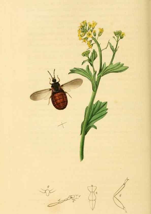 Reproducción/Reproduction 49640345378: British entomology :. London,Printed for the author,1823-1840 [i.e. 1840].. 