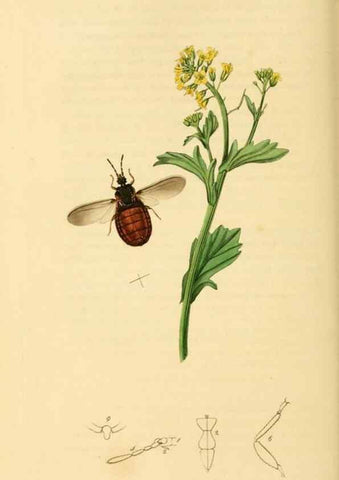 Reproducción/Reproduction 49640345378: British entomology :. London,Printed for the author,1823-1840 [i.e. 1840].. 