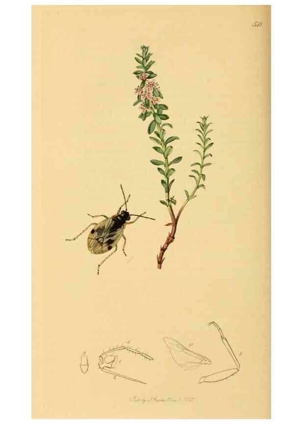Reproducción/Reproduction 49640868436: British entomology :. London,Printed for the author,1823-1840 [i.e. 1840].. 