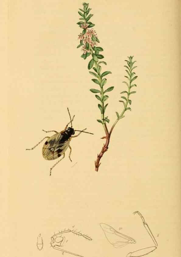 Reproducción/Reproduction 49640868436: British entomology :. London,Printed for the author,1823-1840 [i.e. 1840].. 