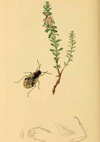 Reproducción/Reproduction 49640868436: British entomology :. London,Printed for the author,1823-1840 [i.e. 1840].. 