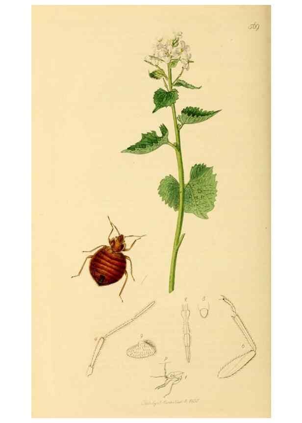 Reproducción/Reproduction 49640868731: British entomology :. London,Printed for the author,1823-1840 [i.e. 1840].. 