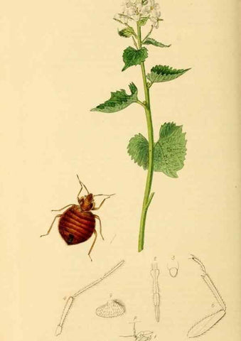 Reproducción/Reproduction 49640868731: British entomology :. London,Printed for the author,1823-1840 [i.e. 1840].. 
