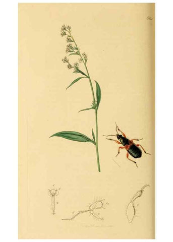 Reproducción/Reproduction 49640869071: British entomology :. London,Printed for the author,1823-1840 [i.e. 1840].. 