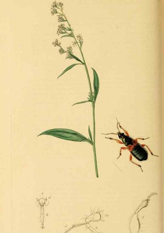 Reproducción/Reproduction 49640869071: British entomology :. London,Printed for the author,1823-1840 [i.e. 1840].. 